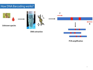 Comprehensive Overview of DNA Barcoding for Species Identification and ...
