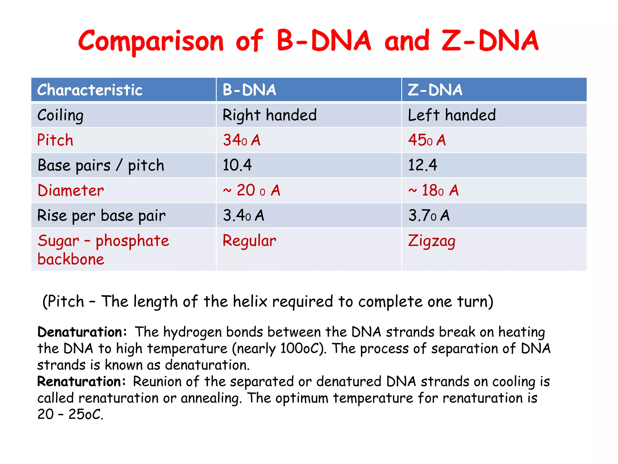 DNA Structure & Function | PPTX image.