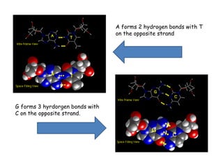 G forms 3 hyrdorgen bonds with
C on the opposite strand.
A forms 2 hydrogen bonds with T
on the opposite strand
 
