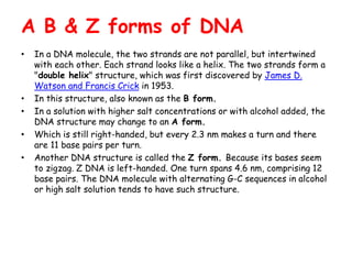A B & Z forms of DNA
• In a DNA molecule, the two strands are not parallel, but intertwined
with each other. Each strand looks like a helix. The two strands form a
"double helix" structure, which was first discovered by James D.
Watson and Francis Crick in 1953.
• In this structure, also known as the B form.
• In a solution with higher salt concentrations or with alcohol added, the
DNA structure may change to an A form.
• Which is still right-handed, but every 2.3 nm makes a turn and there
are 11 base pairs per turn.
• Another DNA structure is called the Z form. Because its bases seem
to zigzag. Z DNA is left-handed. One turn spans 4.6 nm, comprising 12
base pairs. The DNA molecule with alternating G-C sequences in alcohol
or high salt solution tends to have such structure.
 