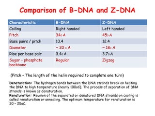 Comparison of B-DNA and Z-DNA
Characteristic B-DNA Z-DNA
Coiling Right handed Left handed
Pitch 340 A 450 A
Base pairs / pitch 10.4 12.4
Diameter ~ 20 0 A ~ 180 A
Rise per base pair 3.40 A 3.70 A
Sugar – phosphate
backbone
Regular Zigzag
(Pitch – The length of the helix required to complete one turn)
Denaturation: The hydrogen bonds between the DNA strands break on heating
the DNA to high temperature (nearly 100oC). The process of separation of DNA
strands is known as denaturation.
Renaturation: Reunion of the separated or denatured DNA strands on cooling is
called renaturation or annealing. The optimum temperature for renaturation is
20 – 25oC.
 