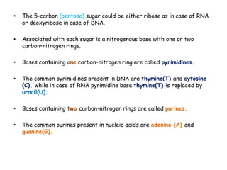 • The 5-carbon (pentose) sugar could be either ribose as in case of RNA
or deoxyribose in case of DNA.
• Associated with each sugar is a nitrogenous base with one or two
carbon–nitrogen rings.
• Bases containing one carbon–nitrogen ring are called pyrimidines.
• The common pyrimidines present in DNA are thymine(T) and cytosine
(C), while in case of RNA pyrimidine base thymine(T) is replaced by
uracil(U).
• Bases containing two carbon-nitrogen rings are called purines.
• The common purines present in nucleic acids are adenine (A) and
guanine(G).
 