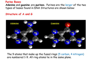 Purine Bases
Adenine and guanine are purines. Purines are the larger of the two
types of bases found in DNA Structures are shown below:
Structure of A and G
The 9 atoms that make up the fused rings (5 carbon, 4 nitrogen)
are numbered 1-9. All ring atoms lie in the same plane.
 