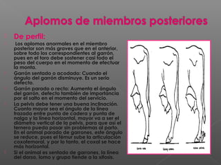  De perfil:
 Los aplomos anormales en el miembro
posterior son más graves que en el anterior,
sobre todo los correspondientes al garrón,
pues en el toro debe sostener casi todo el
peso del cuerpo en el momento de efectuar
la monta.
 Garrón sentado o acodado: Cuando el
ángulo del garrón disminuye. Es un serio
defecto.
 Garrón parado o recto: Aumenta el ángulo
del garrón, defecto también de importancia
por el salto en el momento del servicio.
 La pelvis debe tener una buena inclinación.
Cuanto mayor sea el ángulo de la línea
trazada entre punta de cadera y punta de
nalga y la línea horizontal, mayor va a ser el
diámetro vertical de la pelvis, para que así el
ternero pueda pasar sin problemas al parto.
En el animal parado de garrones, este ángulo
se reduce, pues el fémur sube la articulación
coxofemoral, y por lo tanto, el coxal se hace
más horizontal.
 Si el animal es sentado de garrones, la línea
del dorso, lomo y grupa tiende a la xifosis.
 
