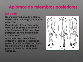  De atrás:
 Con la misma línea de aplomo
desde punta de nalga, se puede
observar:
 Cerrado de atrás y abierto de
atrás, de acuerdo a la posible
rotación general del miembro
posterior sobre la articulación
coxofemoral.
 A semejanza con el miembro
anterior, el zambo o cambado
generalmente también es hueco
de garrones y el patizambo
generalmente es cerrado de
garrones.
 
