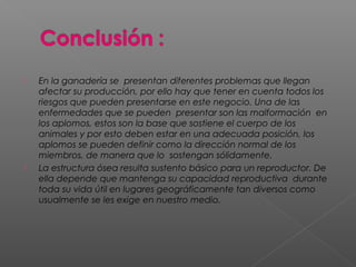  En la ganadería se presentan diferentes problemas que llegan
afectar su producción, por ello hay que tener en cuenta todos los
riesgos que pueden presentarse en este negocio. Una de las
enfermedades que se pueden presentar son las malformación en
los aplomos, estos son la base que sostiene el cuerpo de los
animales y por esto deben estar en una adecuada posición, los
aplomos se pueden definir como la dirección normal de los
miembros, de manera que lo sostengan sólidamente.
 La estructura ósea resulta sustento básico para un reproductor. De
ella depende que mantenga su capacidad reproductiva durante
toda su vida útil en lugares geográficamente tan diversos como
usualmente se les exige en nuestro medio.
 