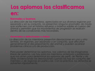  Normales o buenos:
La dirección de los miembros, apreciados en sus diversas regiones por
separado y en su conjunto, no presentan ninguna anomalía, de modo
que sostie­nen con el mínimo esfuerzo y máxima solidez el cuerpo del
animal y permiten que los movimientos de progresión se realicen
dentro de las condiciones más favorables.
 Anormales o defectuosos o malos:
La dirección de los miembros presentan desviaciones en uno u otro
sentido, en regiones, por separado o en conjunto, que dificultan
generalmente el des­plazamiento del animal y pueden acarrear
problemas clínicos y/o de producción.
 Para poder determinar los aplomos, nos valemos de las imaginarias
líneas de aplomo. Las hay para los miembros anteriores y posteriores,
que nos sirven para determinar los aplomos de perfil, de frente y de
atrás, evidenciando las desviaciones cuando las hay en conjunto del
miembro o de regiones en particu­lar. Con la práctica, los defectos se
advierten rápidamente.
 