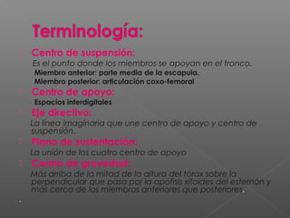  Centro de suspensión:
Es el punto donde los miembros se apoyan en el tronco.
Miembro anterior: parte media de la escapula.
Miembro posterior: articulación coxo-femoral
 Centro de apoyo:
Espacios interdigitales
 Eje directivo:
La línea imaginaria que une centro de apoyo y centro de
suspensión.
 Plano de sustentación:
La unión de los cuatro centro de apoyo
 Centro de gravedad:
Más arriba de la mitad de la altura del tórax sobre la
perpendicular que pasa por la apófisis xifoides del esternón y
más cerca de los miembros anteriores que posteriores.
.
 