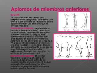  De perfil:
 Se baja desde el encuentro una
perpendicular imaginaria que debe caer
unos 5-6 cm delante de la pezuña en un
aplomo normal. Los defectos que se
encuen-tran son:
 Plantado de adelante: La punta de la
pezuña sobrepasa la línea de aplomo.
En este caso la articulación escapulo-
humeral aumenta su ángulo, que
normalmente debe ser de unos 110
grados para el esqueleto y visible o
palpable desde el exterior de unos 90 a
99 grados; la línea del dorso y lomo se
encorva (lordosis); se cierra el ángulo
del codo que normalmente debe ser de
unos 140 grados; los músculos
extensores y flexores del miembro no
están en su posición normal.
 Remetido de adelante: El eje del
miembro se acerca al centro de
gravedad del animal, estando en
posición oblicua hacia atrás. El ángulo
escapulo-humeral es menor y los
músculos extensores están en mayor
tensión que los flexores.
 