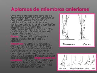  Otra línea de aplomo que debe
observarse también de perfil es la
que parte de la mitad de la
articulación del codo y cae
verticalmente a la altura del talón,
dividiendo la región del
antebrazo, rodilla y caña en dos
partes iguales. Nos muestra los
siguientes defectos:
 Corvo: Si la rodilla sobrepasa
hacia adelante la línea de
aplomo.
 Trascorvo: Cuando la rodilla se
encuentra por detrás de la línea
de aplomo (rodilla de carnero).     
 Normalmente, el ángulo de la
cuartilla con el suelo debe ser de
unos 50-55 grados. Puede suceder
que el animal sea largo o corto de
cuartillas. El largo de cuartillas es
sentado de nudos, defecto más
grave que el corto de cuarti-llas
que es parado de nudos.
 
