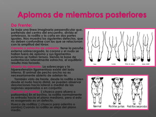  De Frente:
 Se baja una línea imaginaria perpendicular que,
partiendo del centro del encuentro, divida el
antebrazo, la rodilla y la caña en dos partes
iguales. Nos muestra los siguientes defectos, que
no deben confundirse con los que se relacionan
con la amplitud del tórax:
 Cerrado o estrecho de adelante: tiene la pezuña
externa sobrecargada, la corona y el nudo se
hallan fuera de aplomo y sus ligamentos
externos se hallan tensos. Siendo la base de
sustentación lateralmente estrecha, el equilibrio
resulta mas forzado.
 Abierto de adelante: La sobrecarga y la
hiperextensión ligamentosa existe del lado
interno. El animal de pecho ancho no es
necesariamente abierto de adelan-te.
     También visto de frente, desde la rodilla o bien
desde el nudo hacia distal, se pueden observar
desviaciones hacia lateral o medial de las
regiones separadas o en conjunto:
 Cerrado de rodillas: ( chueco para afuera o
patizambo) En el bovino, la rodilla normalmente
es entrada hacia el plano mediano, pero si esto
es exagerado es un defecto.
 Hueco de rodillas: ( chueco para adentro o
zambo) Cuando la rodilla se aleja del plano
medio.
 