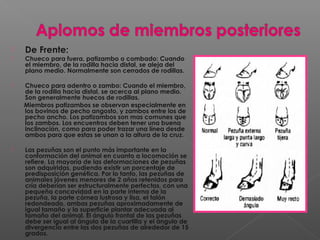  De Frente:
 Chueco para fuera, patizambo o combado: Cuando
el miembro, de la rodilla hacia distal, se aleja del
plano medio. Normalmente son cerrados de rodillas.
 Chueco para adentro o zambo: Cuando el miembro,
de la rodilla hacia distal, se acerca al plano medio.
Son generalmente huecos de rodillas.
Miembros patizambos se observan especialmente en
los bovinos de pecho angosto, y zambos entre los de
pecho ancho. Los patizambos son mas comunes que
los zambos. Los encuentros deben tener una buena
inclinación, como para poder trazar una línea desde
ambos para que estas se unan a la altura de la cruz.
 Las pezuñas son el punto más importante en la
conformación del animal en cuanto a locomoción se
refiere. La mayoría de las deformaciones de pezuñas
son adquiridas, pudiendo existir un porcentaje de
predisposición genética. Por lo tanto, las pezuñas de
animales jóvenes menores de 2 años retenidos para
cría deberían ser estructuralmente perfectas, con una
pequeña concavidad en la parte interna de la
pezuña, la parte córnea lustrosa y lisa, el talón
redondeado, ambas pezuñas aproximadamente de
igual tamaño y la superficie plantar adecuada al
tamaño del animal. El ángulo frontal de las pezuñas
debe ser igual al ángulo de la cuartilla y el ángulo de
divergencia entre las dos pezuñas de alrededor de 15
grados.
 