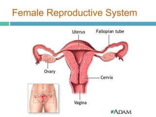 Female Reproductive System 
 