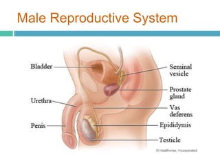 Male Reproductive System 
 