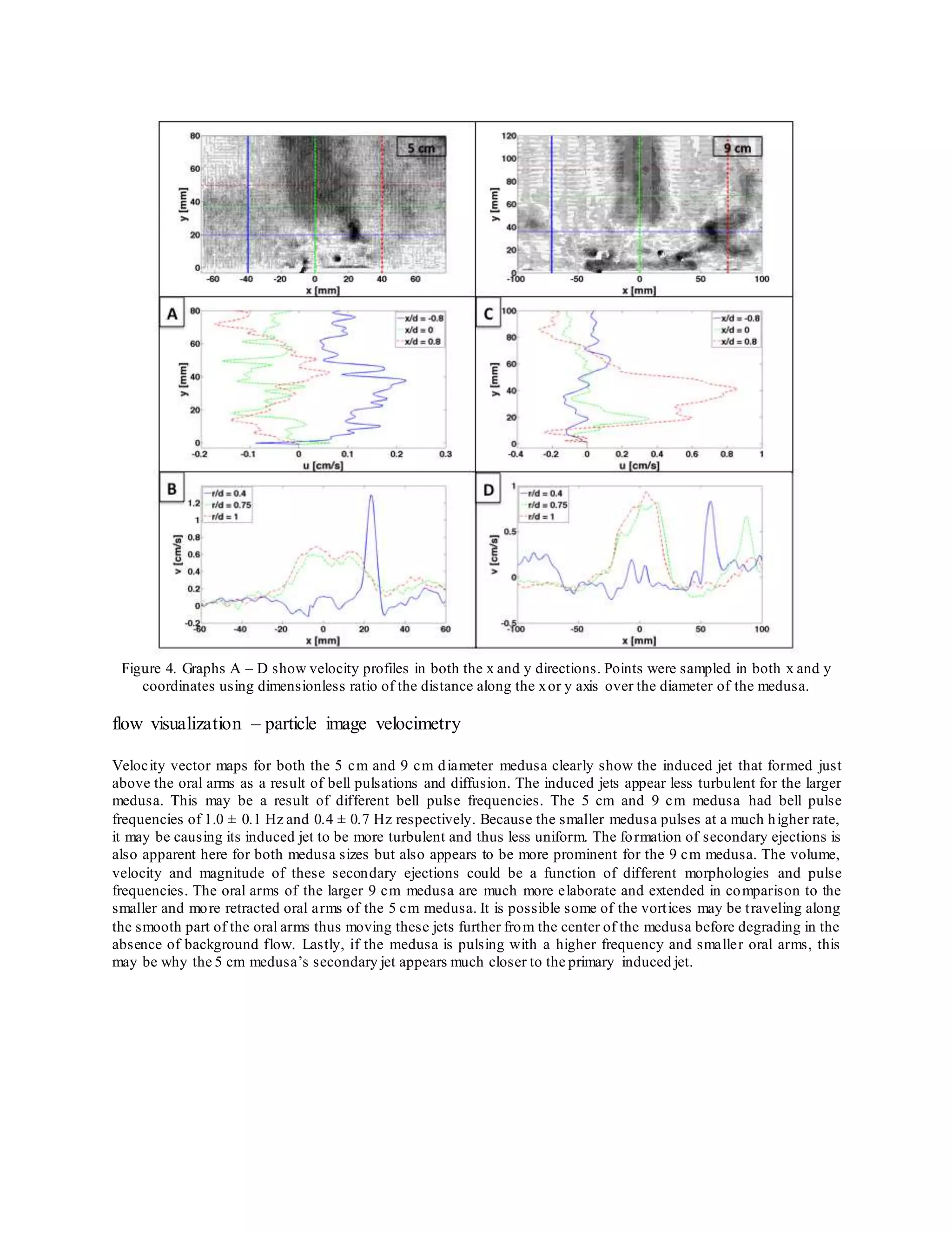 Figure 4. Graphs A – D show velocity profiles in both the x and y directions. Points were sampled in both x and y
coordinates using dimensionless ratio of the distance along the xor y axis over the diameter of the medusa.
flow visualization – particle image velocimetry
Velocity vector maps for both the 5 cm and 9 cm diameter medusa clearly show the induced jet that formed just
above the oral arms as a result of bell pulsations and diffusion. The induced jets appear less turbulent for the larger
medusa. This may be a result of different bell pulse frequencies. The 5 cm and 9 cm medusa had bell pulse
frequencies of 1.0 ± 0.1 Hz and 0.4 ± 0.7 Hz respectively. Because the smaller medusa pulses at a much higher rate,
it may be causing its induced jet to be more turbulent and thus less uniform. The formation of secondary ejections is
also apparent here for both medusa sizes but also appears to be more prominent for the 9 cm medusa. The volume,
velocity and magnitude of these secondary ejections could be a function of different morphologies and pulse
frequencies. The oral arms of the larger 9 cm medusa are much more elaborate and extended in comparison to the
smaller and more retracted oral arms of the 5 cm medusa. It is possible some of the vortices may be traveling along
the smooth part of the oral arms thus moving these jets further from the center of the medusa before degrading in the
absence of background flow. Lastly, if the medusa is pulsing with a higher frequency and smaller oral arms, this
may be why the 5 cm medusa’s secondary jet appears much closer to the primary induced jet.
 