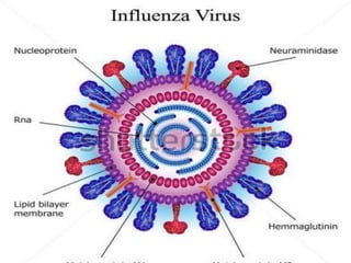 Virus