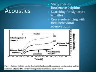 Namibian Dolphin Project Powerpoint | PDF