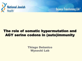 The role of somatic hypermutation and
AGY serine codons in (auto)immunity
Thiago Detanico
Wysocki Lab
 
