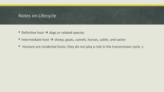 Notes on Lifecycle
 Definitive host  dogs or related species
 Intermediate host  sheep, goats, camels, horses, cattle, and swine
 Humans are incidental hosts; they do not play a role in the transmission cycle. 8
 