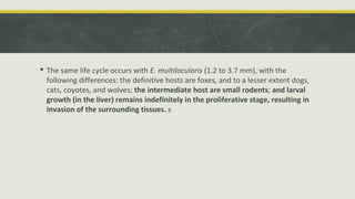  The same life cycle occurs with E. multilocularis (1.2 to 3.7 mm), with the
following differences: the definitive hosts are foxes, and to a lesser extent dogs,
cats, coyotes, and wolves; the intermediate host are small rodents; and larval
growth (in the liver) remains indefinitely in the proliferative stage, resulting in
invasion of the surrounding tissues. 8
 