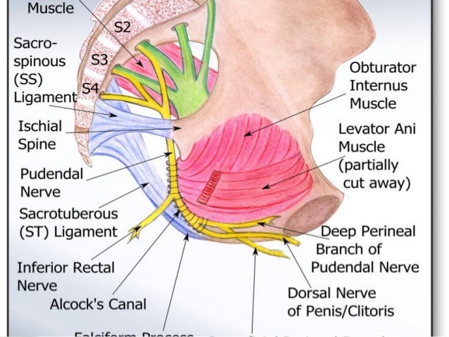 Alcock Kanal Anatomie Pudendusneuralgie Schmerzen Im Intimbereich alcock-kanal-anatomie-pudendusneuralgie-schmerzen-im-intimbereich