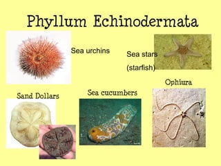 Phyllum Echinodermata
Sand Dollars
Sea urchins Sea stars
(starfish)
Sea cucumbers
Ophiura
 