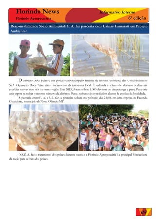 0000
O projeto Doce Peixe é um projeto elaborado pelo Sistema de Gestão Ambiental das Usinas Itamarati
S/A. O projeto Doce Peixe visa o incremento da ictiofauna local. É realizada a soltura de alevinos de diversas
espécies nativas nos rios da nossa região. Em 2015, foram soltos 5.000 alevinos de piraputanga e pacu. Para este
ano espera se soltar o mesmo número de alevinos. Para a soltura são convidados alunos de escolas da localidade.
A parceria entre F. A. e U.I. fará a primeira soltura no próximo dia 24/06 em uma represa na Fazenda
Guanabara, município de Nova Olímpia-MT.
O S.G.A. faz o tratamento dos peixes durante o ano e a Florindo Agropecuária é a principal fornecedora
da ração para o trato dos peixes.
05
Florindo News Informativo Interno
Florindo Agropecuária 6ª edição
Responsabilidade Sócio Ambiental: F. A. faz parceria com Usinas Itamarati em Projeto
Ambiental.
 