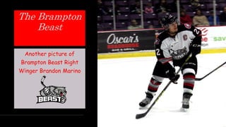The Brampton
Beast
Another picture of
Brampton Beast Right
Winger Brandon Marino
 