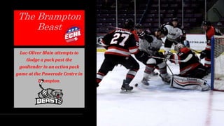 The Brampton
Beast
Luc-Oliver Blain attempts to
tlodge a puck past the
goaltender in an action pack
game at the Powerade Centre in
Brampton.
 