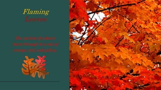 Flaming
Leaves
The variant of colours
burst through in a mix of
orange, red, and yellow.
 