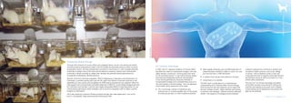 Science Without Suffering | 13
[RegulatoryToxicology]
Promoting Global Change
Through HSI’s network of country offices and campaign teams, we are now working to extend
the animal-saving achievements made in the EU biocide and pesticide sectors to other countries
and product sectors. We have already been successful in convincing U.S. and Canadian pesticide
authorities to adopt some of the same animal reduction measures, and are now working with
authorities in Brazil and India to update their decades old pesticide testing requirements to
incorporate contemporary 3R best practices.
Revision of the EU’s chemicals regulation, REACH (Registration, Evaluation and Authorization of
Chemicals), is another priority work area for HSI, given that millions of animals could live or die
depending on how quickly and completely the 2006 testing requirements are updated. While HSI
fully supports the environmental and health objectives of REACH, we are deeply disappointed that
EU institutions and member countries have largely disregarded REACH’s legal requirement to use
animal testing alternatives where available, and to revise the regulation itself to reflect scientific
progress on alternatives.
HSI is also working to entrench 3R best practices through free trade agreements, such as the
EU-U.S. Transatlantic Trade and Investment Partnership (TTIP).
21st
Century Toxicology
In 2007, the U.S. National Academy of Sciences (NAS)
identified the need for fundamental change in the way
safety testing is carried out—moving away from tests
on rats and dogs toward “a new toxicity-testing system
that evaluates biologically significant perturbations
in key toxicity pathways by using new methods in
computational biology and a comprehensive array of in
vitro tests based on human biology.” Such an approach
could enable safety assessment to be made:
	 Of a much larger number of substances and
	 mixtures than is currently possible (tens of thousands
	 of chemicals per year vs. a few hundred at present).
	 More rapidly, efficiently, and cost-effectively than at
	 present (answers reached in weeks vs. years, at a cost 	
	 per chemical that is 1000-fold lower).
	 In systems that may be more relevant to humans.
	 Using fewer or no animals.
The NAS vision is predicated on a comprehensive
understanding how chemicals affect human biology,
from the level of cells and molecules up to organs like
the liver, kidneys or brain. Today, scientists are working
to discover and catalogue “adverse outcome pathways”
(AOPs)—the sequence of biological events between
a person’s exposure to a chemical or product and
an adverse health outcome, such as skin allergy
or cancer—and to develop human in vitro and
computational tools to evaluate chemically induced
perturbations along an AOP as the basis for a non-
animal safety assessment.
The vision of 21st century toxicology articulated
by the NAS has been instrumental in shifting the
scientific and regulatory discussion from whether
animal testing can be replaced to how quickly this
goal can be achieved.
12 | Science Without Suffering
Photo:Alamy
Photo:TaylorMcKenzie
 