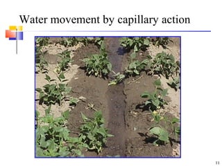 Water movement by capillary action
11
 