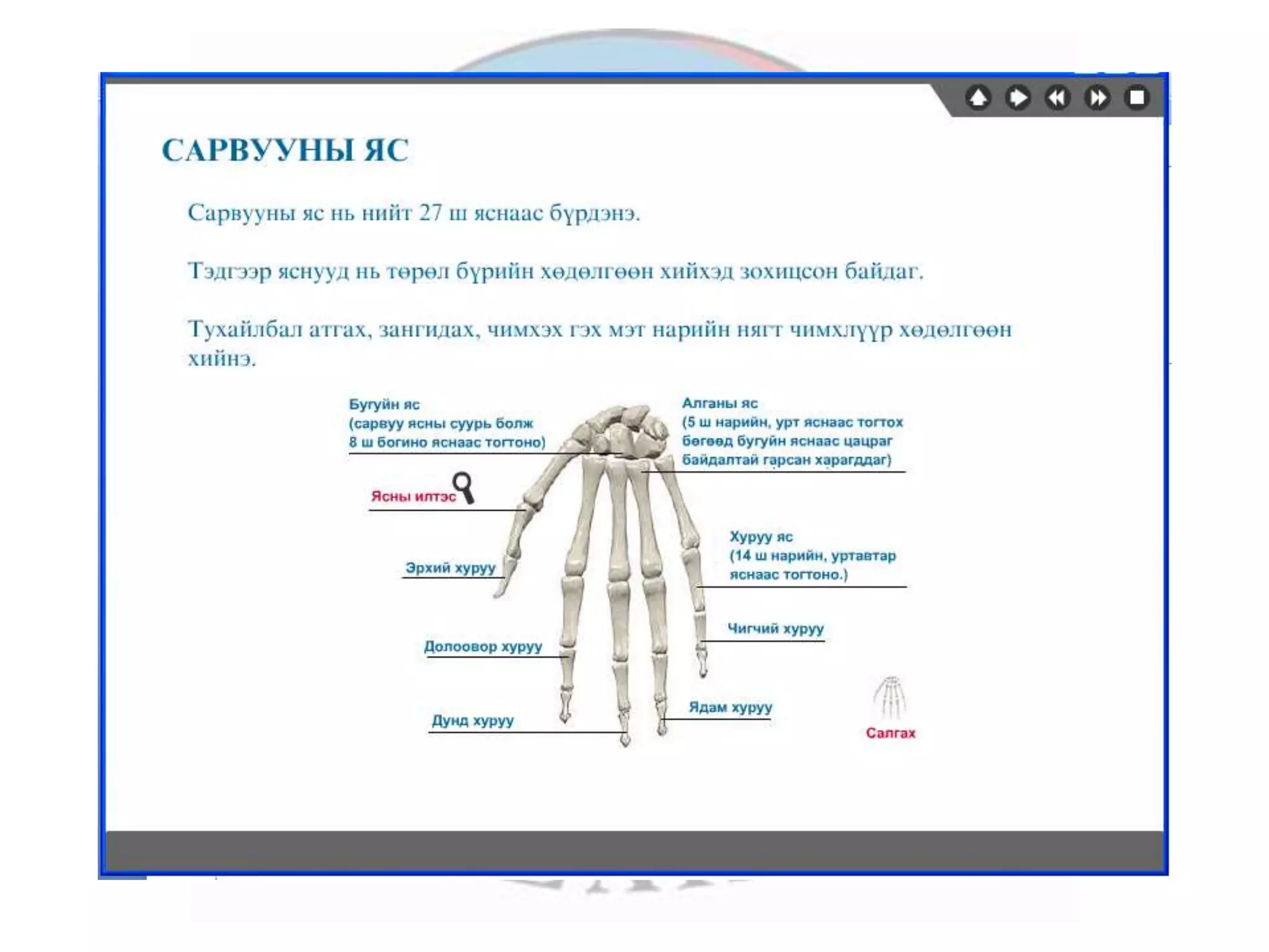 лекц 1 хүний биеийн ерөнхий бүтэц, тулгуур эрхтэн тогтолцоо | PPT