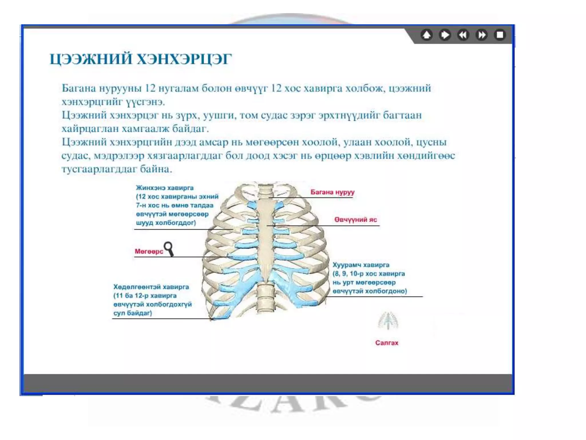 лекц 1 хүний биеийн ерөнхий бүтэц, тулгуур эрхтэн тогтолцоо | PPT