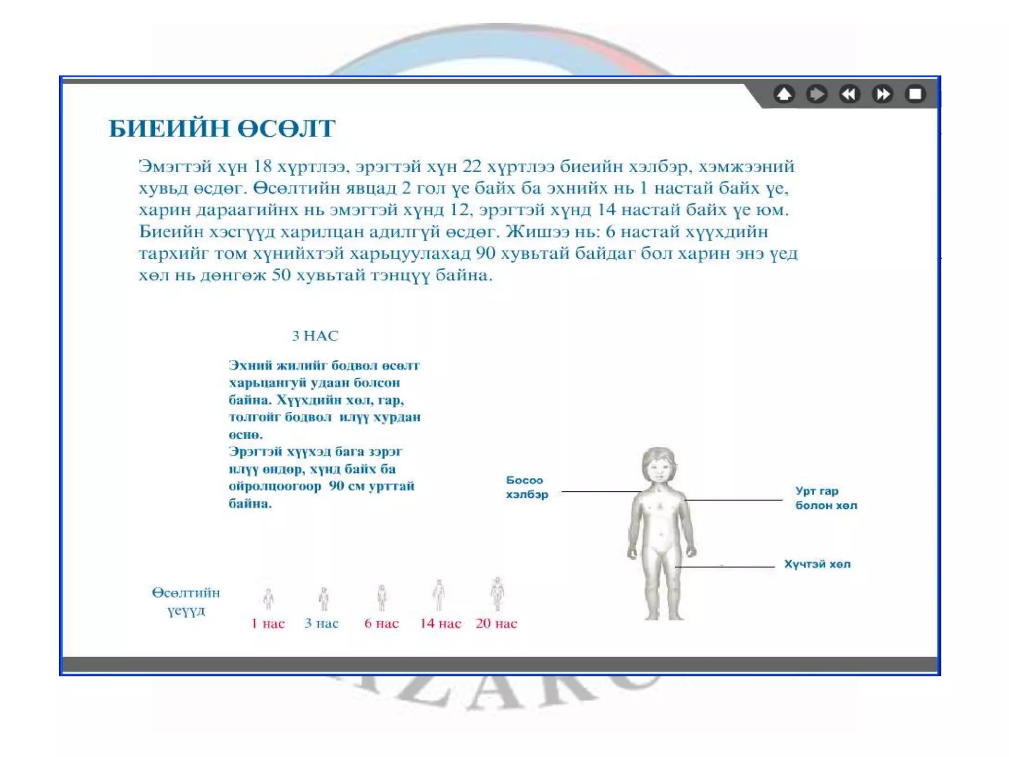 лекц 1 хүний биеийн ерөнхий бүтэц, тулгуур эрхтэн тогтолцоо | PPT