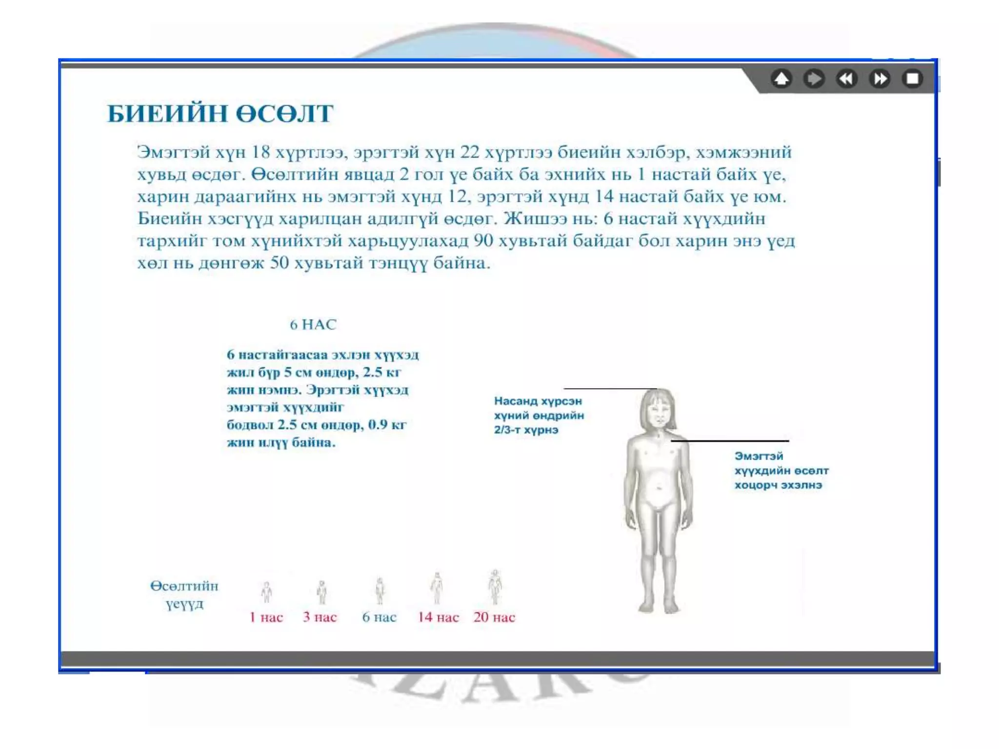 лекц 1 хүний биеийн ерөнхий бүтэц, тулгуур эрхтэн тогтолцоо | PPT