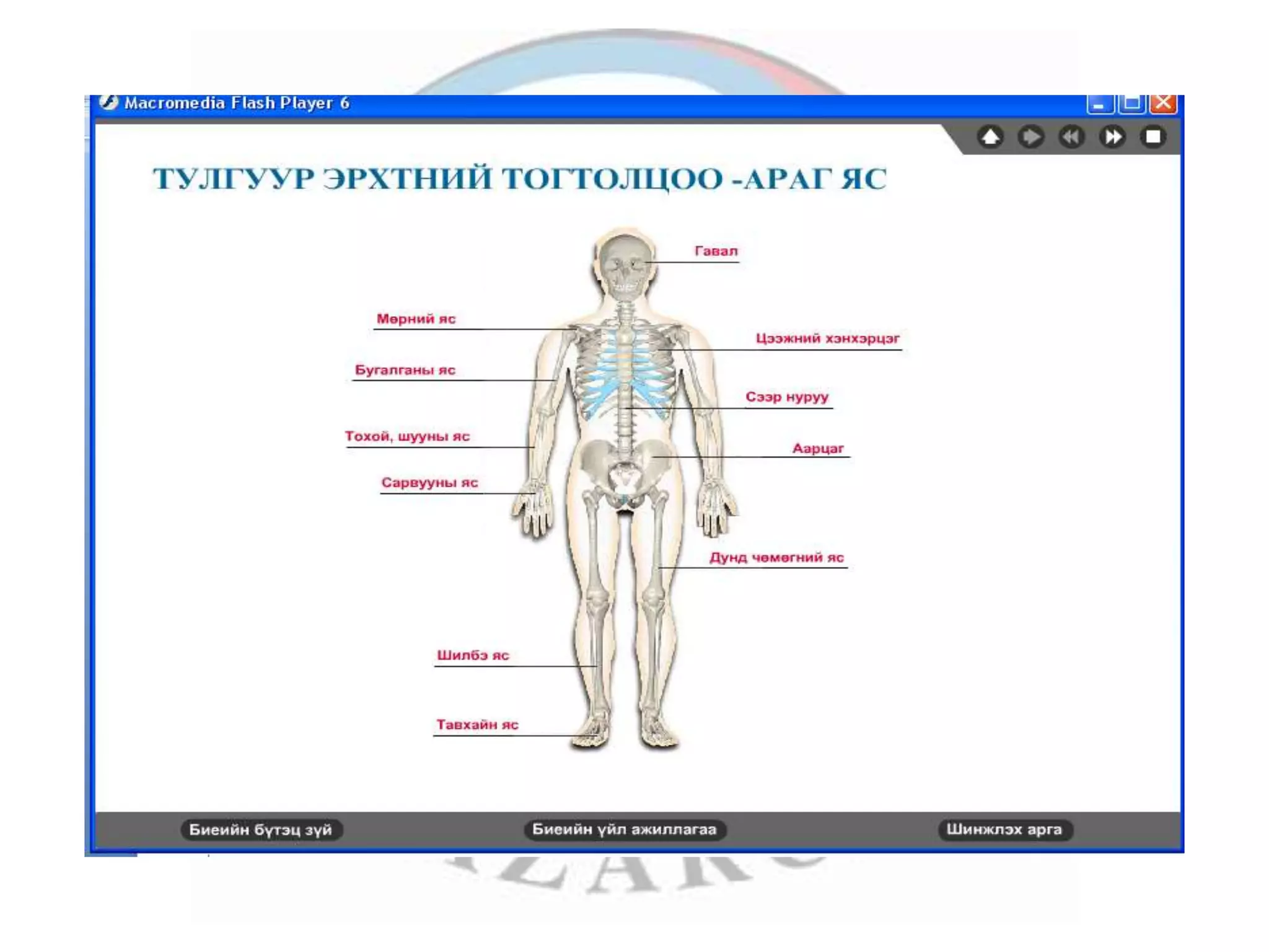 лекц 1 хүний биеийн ерөнхий бүтэц, тулгуур эрхтэн тогтолцоо | PPT