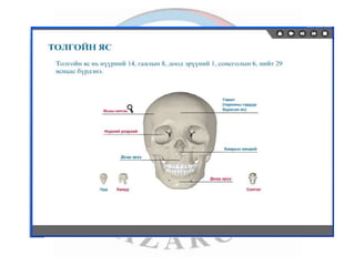 лекц 1 хүний биеийн ерөнхий бүтэц, тулгуур эрхтэн тогтолцоо | PPT