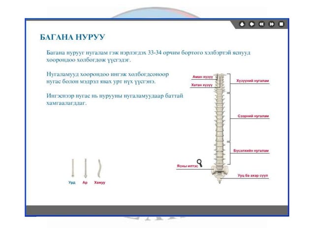 лекц 1 хүний биеийн ерөнхий бүтэц, тулгуур эрхтэн тогтолцоо