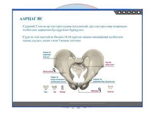 лекц 1 хүний биеийн ерөнхий бүтэц, тулгуур эрхтэн тогтолцоо | PPT