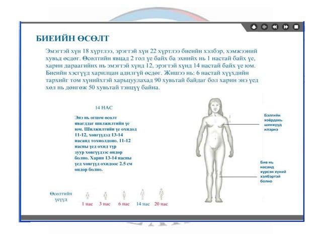лекц 1 хүний биеийн ерөнхий бүтэц, тулгуур эрхтэн тогтолцоо