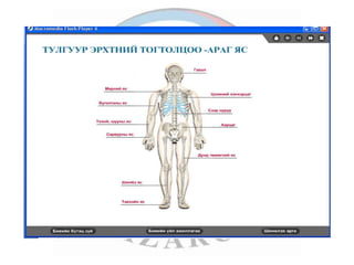 лекц 1 хүний биеийн ерөнхий бүтэц, тулгуур эрхтэн тогтолцоо | PPT
