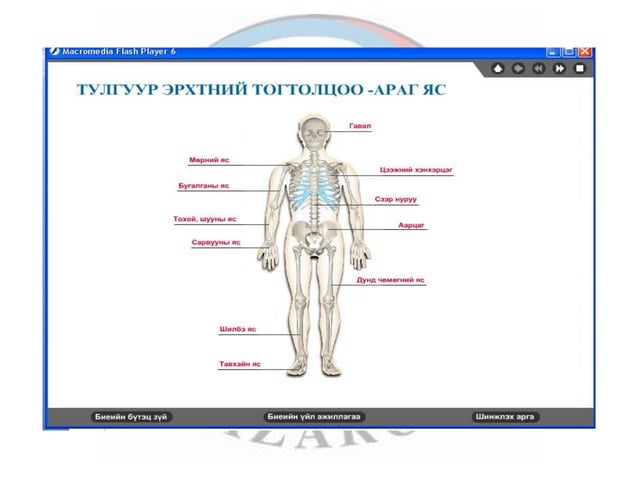 лекц 1 хүний биеийн ерөнхий бүтэц, тулгуур эрхтэн тогтолцоо