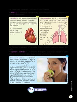 Prohibidasureproducción
35
Los diversos tejidos se agrupan formando los órganos.
Un órgano es una estructura del cuerpo humano encargada de realizar una
función determinada.
Los órganos se agrupan en aparatos o sistemas para realizar un trabajo con-
creto.
Un aparato o sistema es un conjunto de órganos que llevan a cabo su activi-
dad de forma coordinada y conjunta para un mismo fin.
El corazón es uno de los órganos más im-
portantes del ser humano. Está formado,
principalmente, por tejido muscular, aun-
que presenta otros tejidos como el epitelial
o el nervioso.
Su función consiste
en bombear
sangre por todo el
cuerpo.
Los pulmones son uno de los órganos más
grandes del cuerpo humano. Están forma-
dos, mayoritariamente, por los tejidos co-
nectivo y epitelial.
Se encargan de la
respiración, función
que consiste en
intercambiar
gases entre
el cuerpo
humano y el
aire.
El sistema digestivo está constituido por
varios órganos, entre ellos, la boca, el
esófago, el estómago, los intestinos, el
hígado y el páncreas.
La boca mastica los alimentos, el esó-
fago los transporta hacia el estómago
donde comienza la digestión. En los in-
testinos prosigue la digestión y se absor-
ben los nutrientes y el agua. El hígado y
el páncreas producen unas sustancias
que ayudan a la digestión intestinal.
Todos los órganos del sistema digestivo
trabajan para que el cuerpo humano
digiera y absorba los alimentos.
http://goo.gl/qoimYW
http://
goo.gl/6Ws5rO
h
ttp://goo.gl/VsP3Z6
Del cuaderno de
actividades
p. 22
Prohibida
su
com
ercialización
 