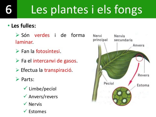 absorbeix i plantes nostre 6, tema fongs El absorbeix i plantes nostre 6, tema fongs El