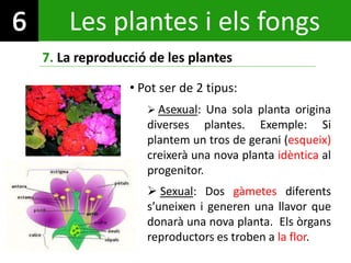 • Pot ser de 2 tipus:
 Asexual: Una sola planta origina
diverses plantes. Exemple: Si
plantem un tros de gerani (esqueix)...