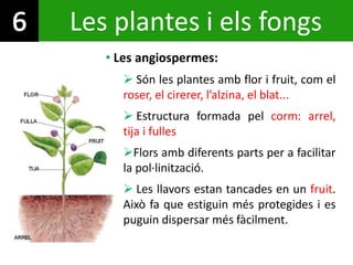 Les plantes i els fongs
• Les angiospermes:
 Són les plantes amb flor i fruit, com el
roser, el cirerer, l’alzina, el bla...