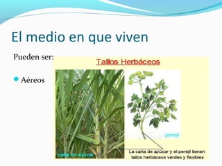 El medio en que viven
Pueden ser:
Aéreos
 