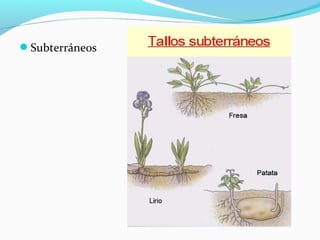 Subterráneos
 