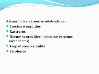 Así mismo los aéreos se subdividen en:
Erectos o erguidos
Rastreros
Decumbentes (declinados con extremos
ascendentes)
Trepadores o voluble
Estolones
 